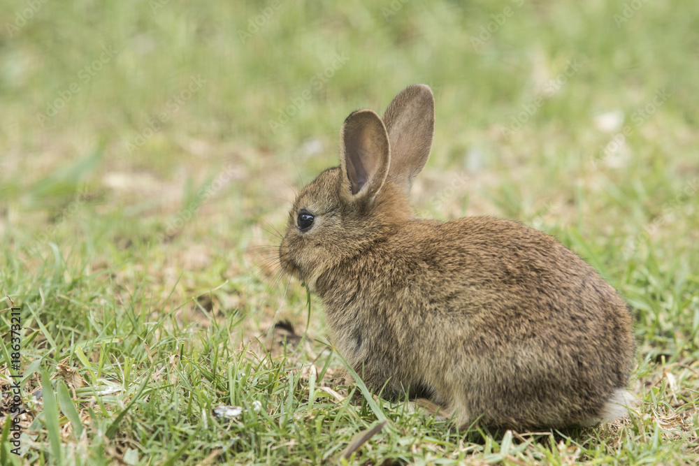 fluffy young brown rabbit sitting eating grass fluffy young brown rabbit sitting eating grass