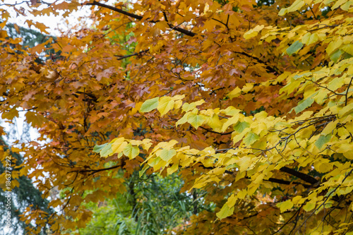 Leaves of trees with the typical colors of autumn