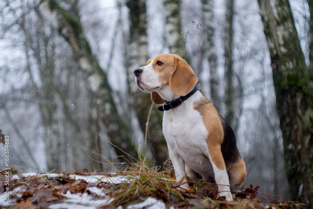 Beagle dog on a walk in a winter foggy day Beagle dog on a walk in a winter foggy day
