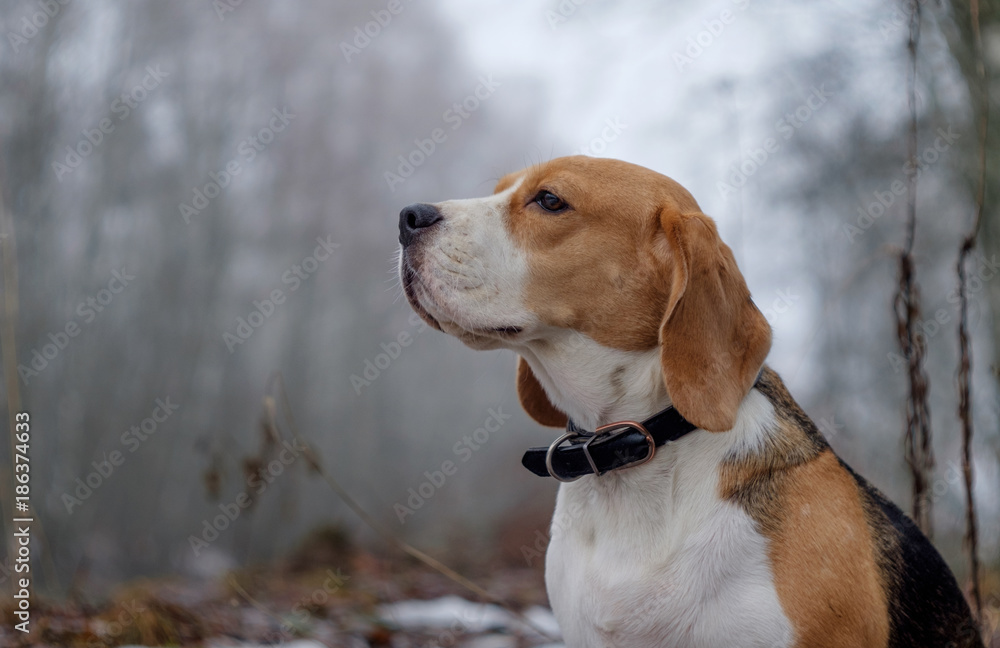 Beagle dog on a walk in a winter foggy day