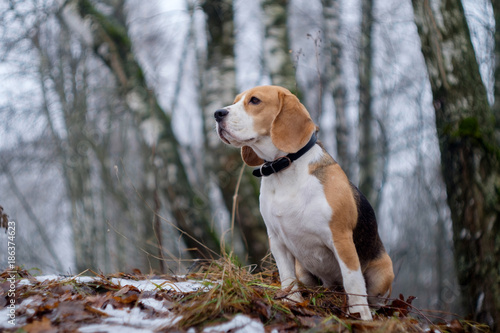Beagle dog on a walk in a winter foggy day
