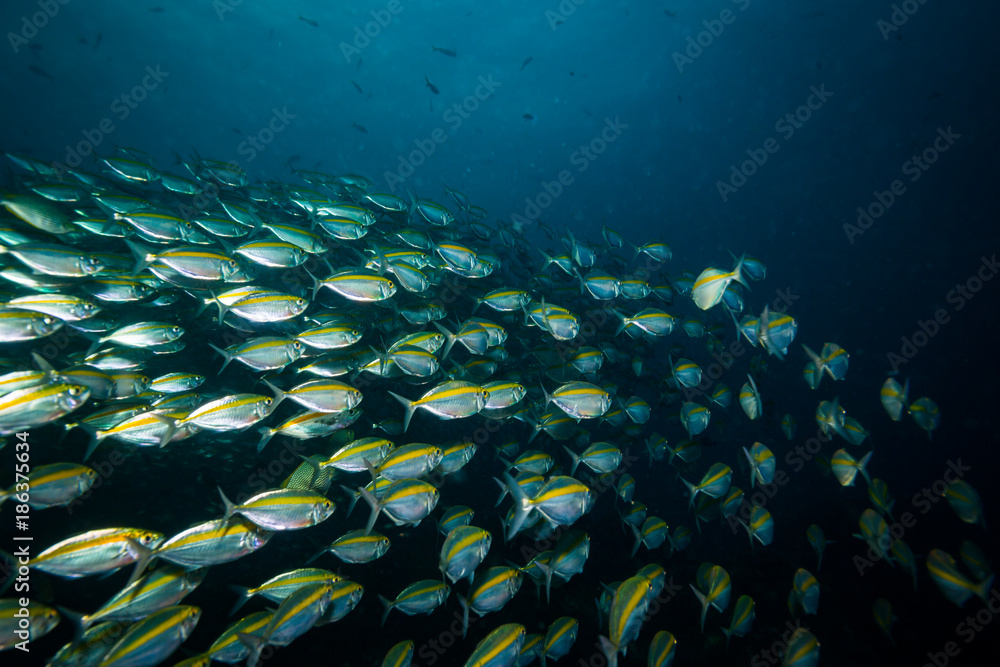 Fototapeta premium Yellowback fusiliers
