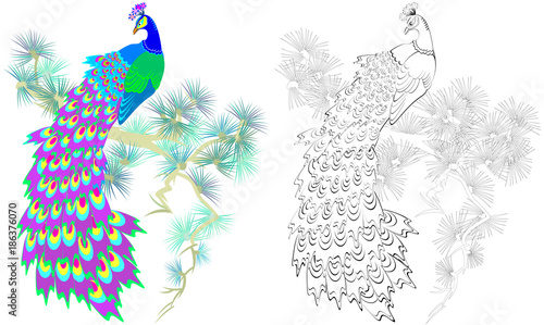 Colorful and black and white pattern for coloring. Illustration of beautiful peacock sitting on a pine branch. Worksheet for children and adults. Vector image.
