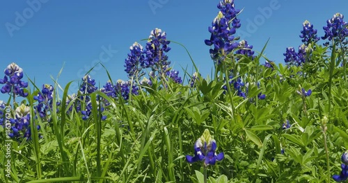 Wallpaper Mural Texas Bluebonnet field with bees collecting honey Torontodigital.ca