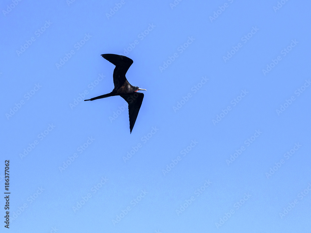 Obraz premium Flying male Magnificent frigatebird, Fregata magnificens, Santa Cruz, Galapagos, Ecuador
