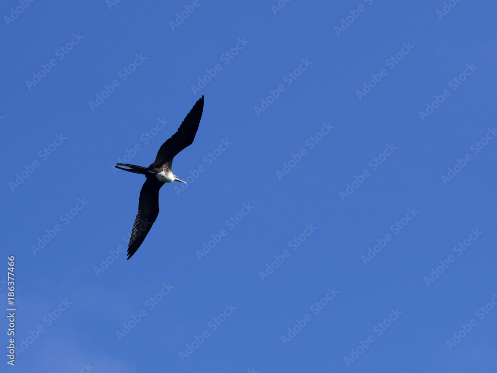 Flying female Magnificent frigatebird, Fregata magnificens, Santa Cruz, Galapagos, Ecuador Flying female Magnificent frigatebird, Fregata magnificens, Santa Cruz, Galapagos, Ecuador