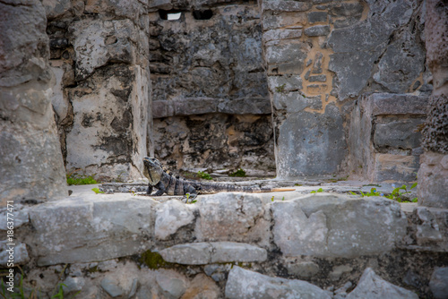 Wallpaper Mural Lizard at Mayan Civilization  Torontodigital.ca