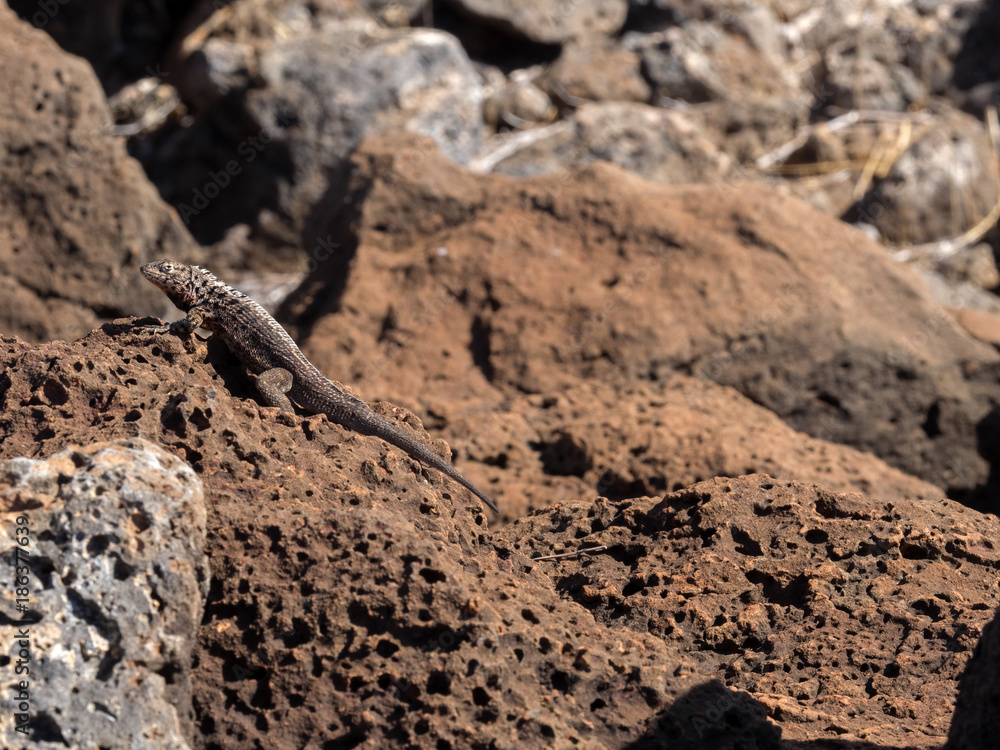 Galapagos lava lizard, Microlophus albemarlensis, is endemic to the Galapagos island. Baltra Island, Galapagos Galapagos lava lizard, Microlophus albemarlensis, is endemic to the Galapagos island. Baltra Island, Galapagos