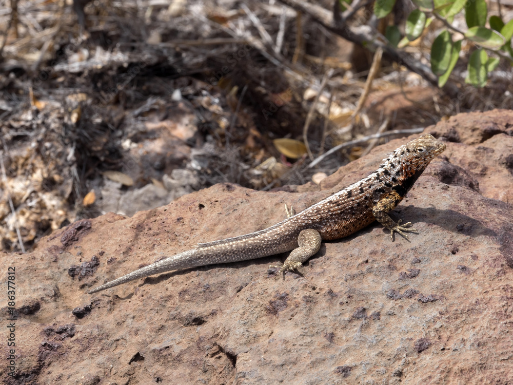 Galapagos lava lizard, Microlophus albemarlensis, is endemic to the Galapagos island. Baltra Island, Galapagos Galapagos lava lizard, Microlophus albemarlensis, is endemic to the Galapagos island. Baltra Island, Galapagos