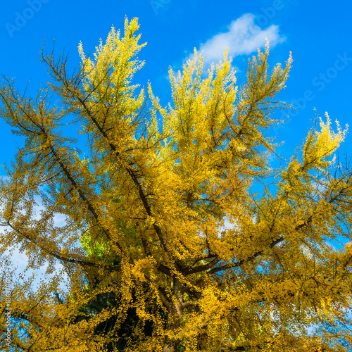 Ginko mit Herbstlaub