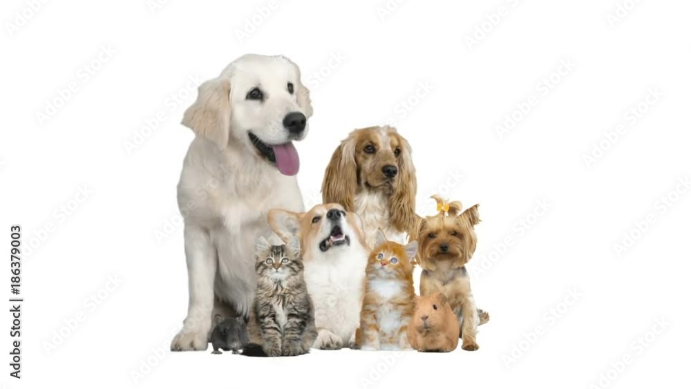 funny group of animals on white background funny group of animals on white background