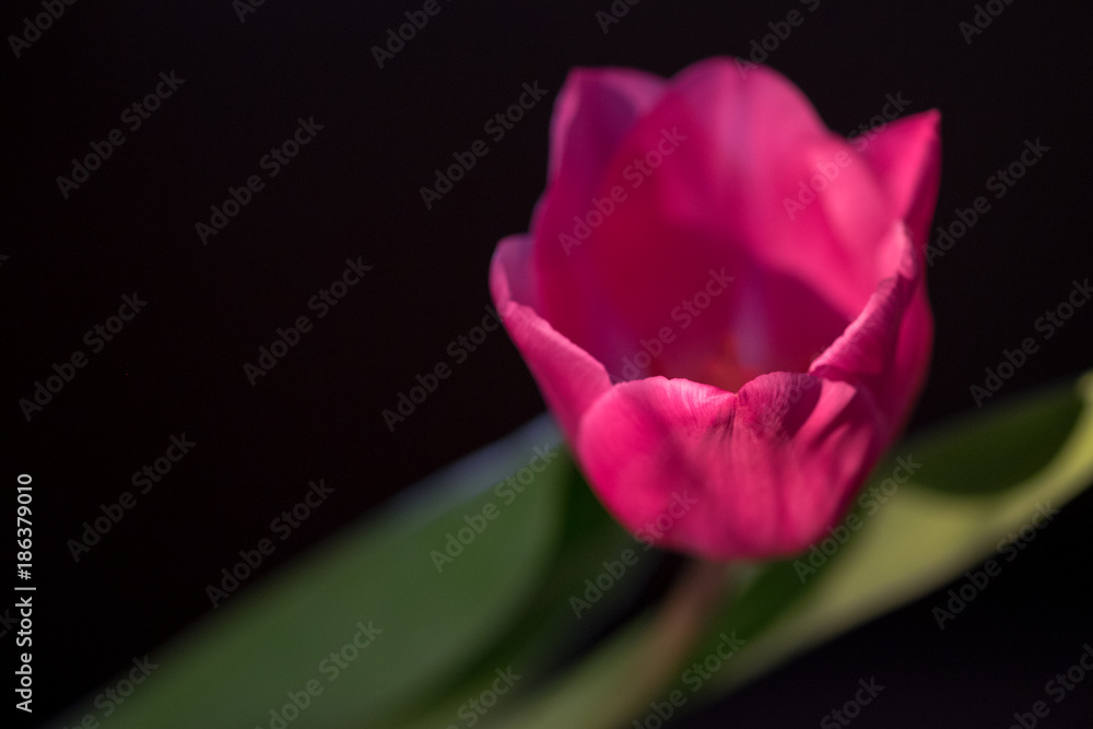 Close-up view of red tulip on black background. Selective focus Close-up view of red tulip on black background. Selective focus