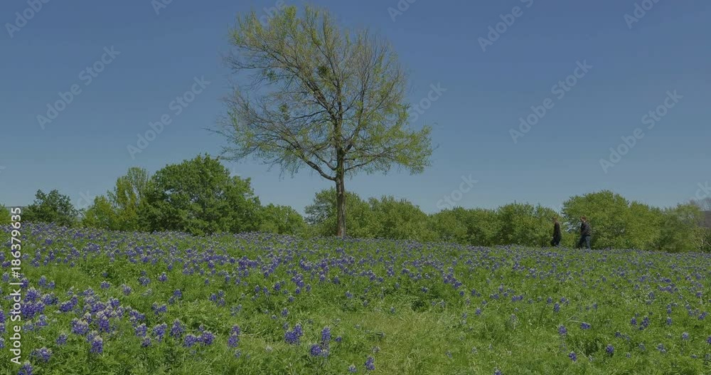 custom made wallpaper toronto digitalField with Texas Bluebonnets