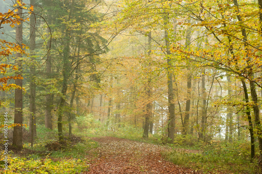 Obraz premium Herbstwald mit Nebel
