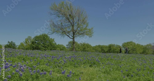 Wallpaper Mural Field with Texas Bluebonnets Torontodigital.ca