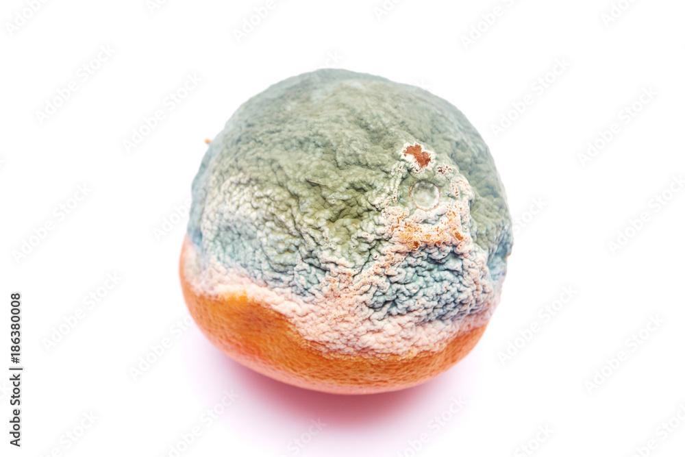 Fototapeta premium moldy orange isolated on a white background