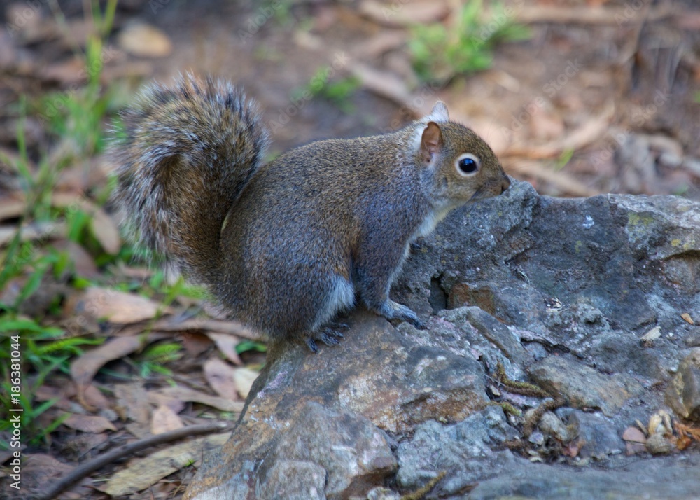 Naklejka premium Grey Squirrel (Sciurus carolinensis)