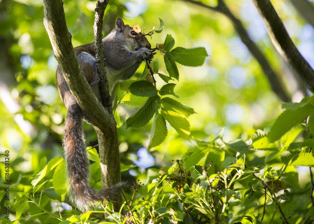 Obraz premium Grey Squirrel (Sciurus carolinensis)