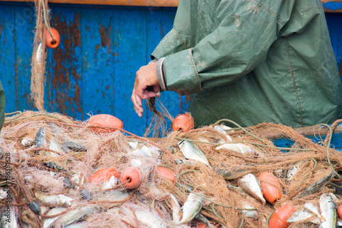 fish market Essaouira morocco catch selling fish shark, swordfish, sardine and hors mackerel, crap and work on boats