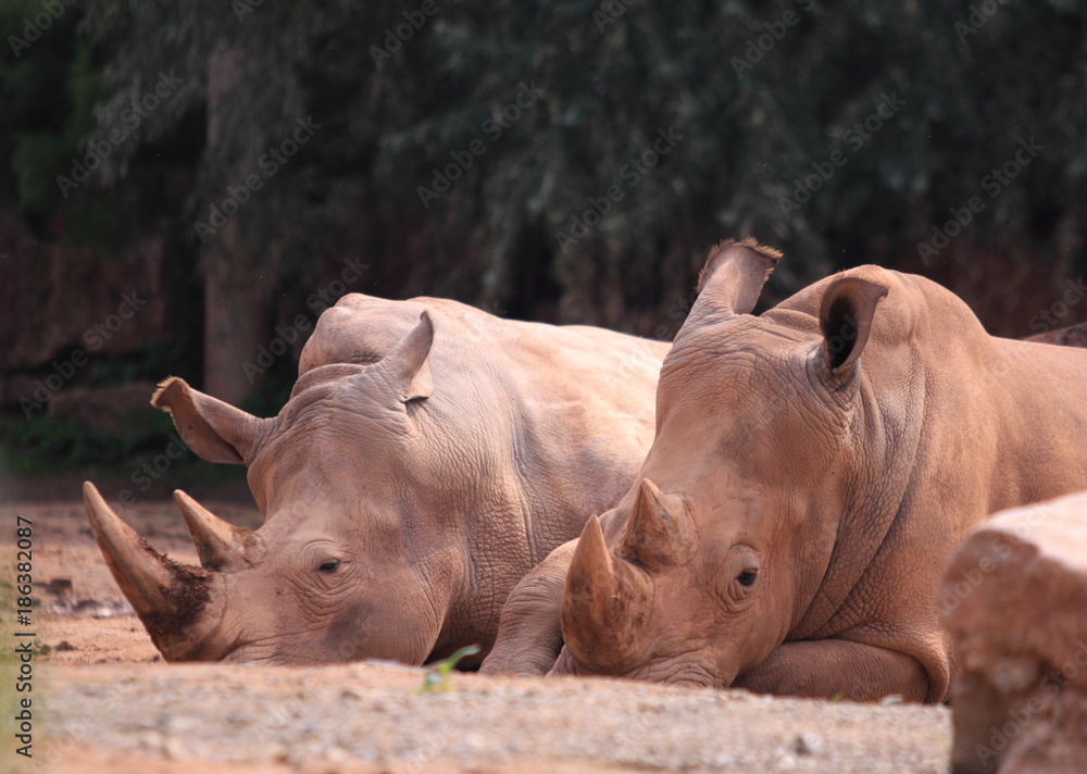 Naklejka premium Nashorn