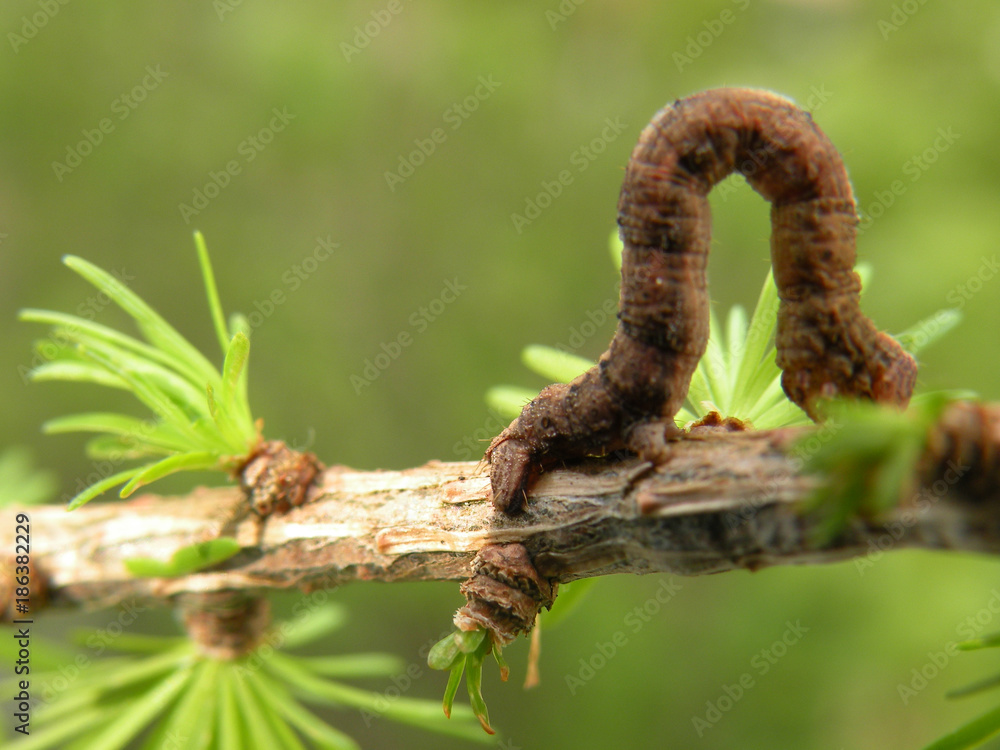A caterpillar crawling across a branch. Brown animal that mimics the branch