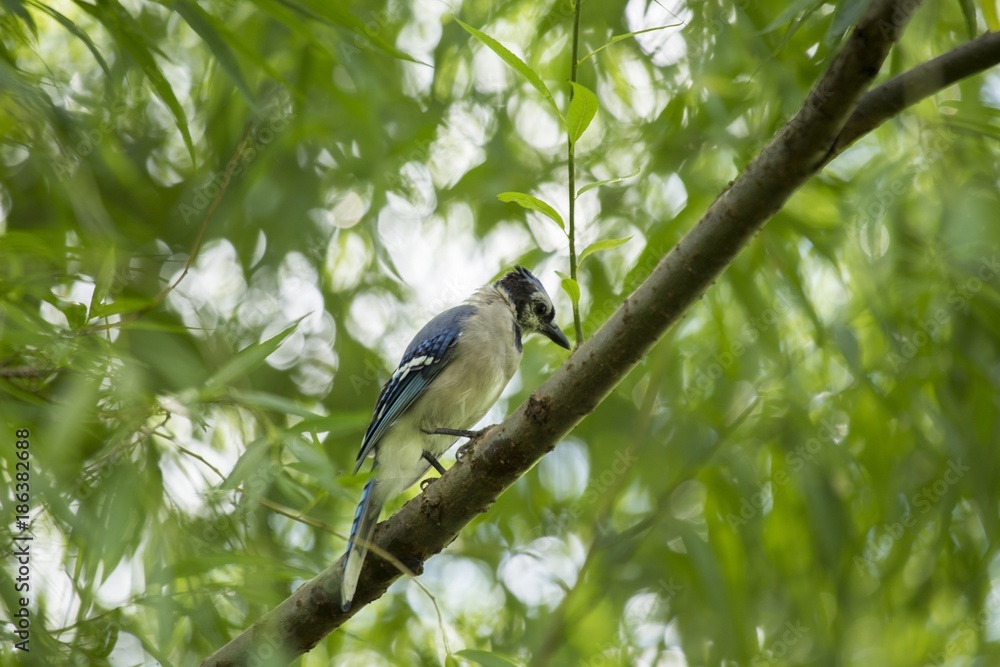 Naklejka premium Blue Jay (Cyanocitta cristata cristata)
