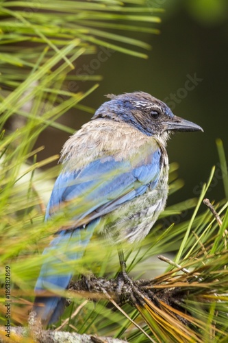 California Scrub jay (Aphelocoma californica)