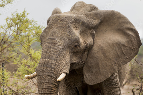 Elephants in Kruger Park