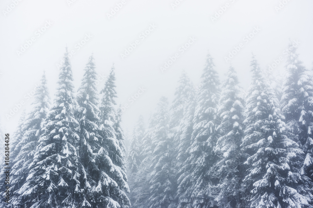 A winter landscape in the Vosges mountains (France) with snowy firs and a foggy atmosphere. December 2017. A winter landscape in the Vosges mountains (France) with snowy firs and a foggy atmosphere. December 2017.