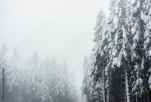 A winter landscape in the Vosges mountains (France) with snowy firs and a foggy atmosphere. December 2017.