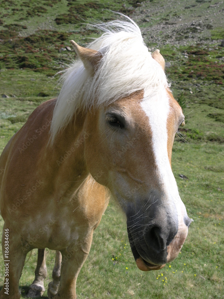 Obraz premium Haflinger (rasa koni)