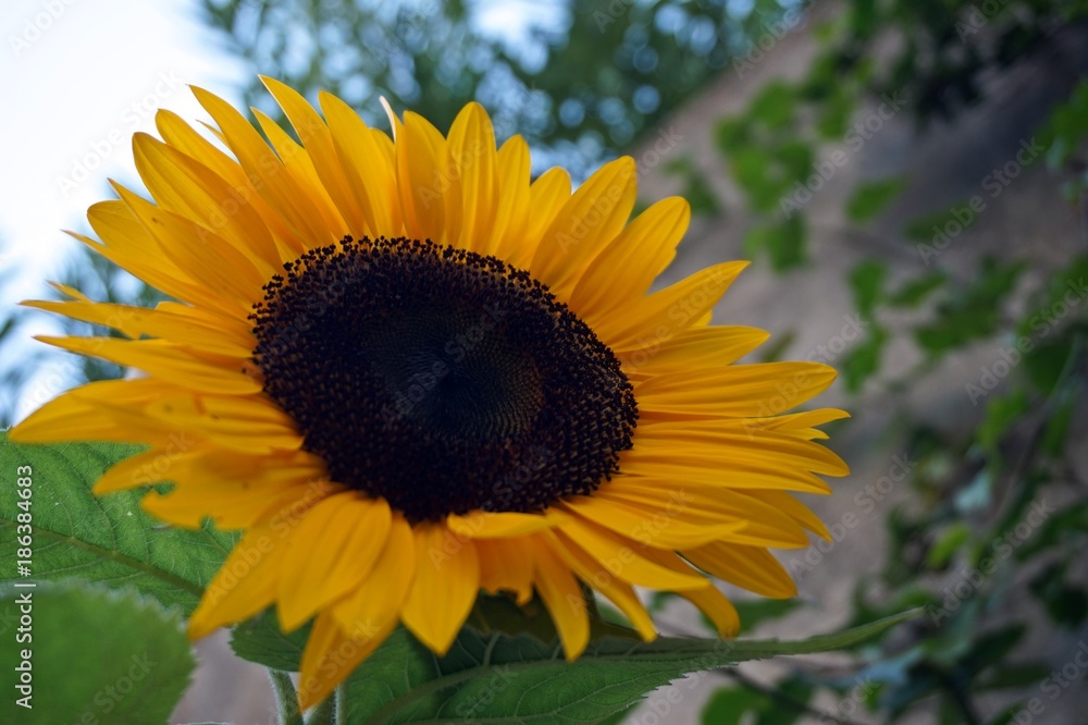 Sunflower Sunflower