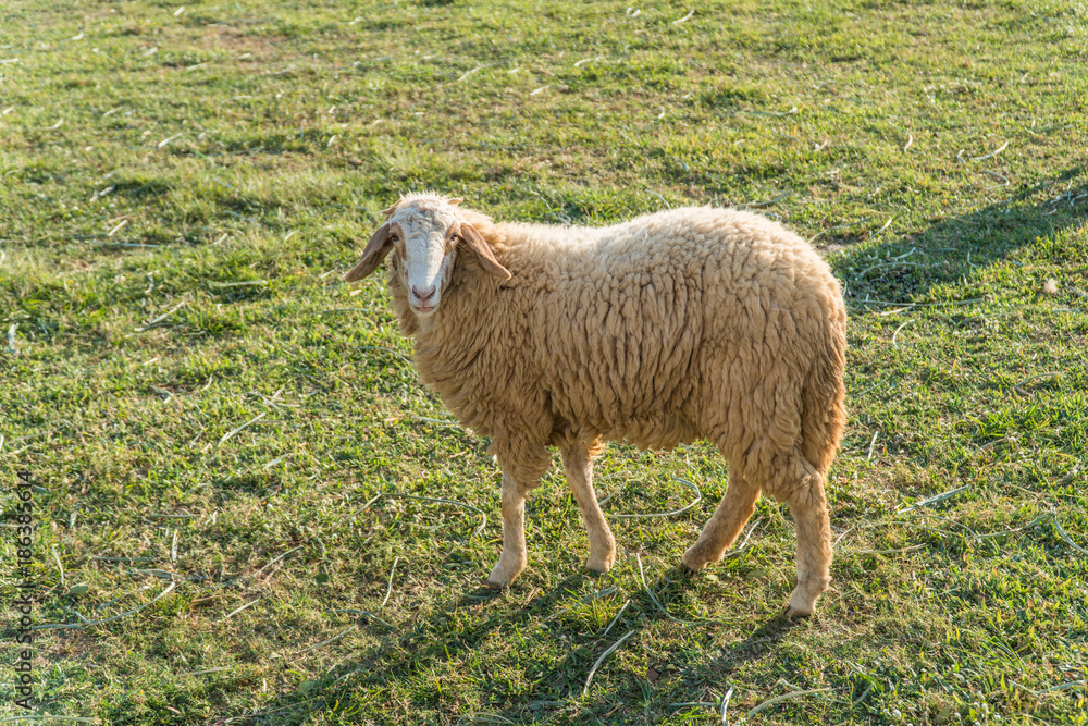 Fototapeta premium Sheeps in a meadow in the farm
