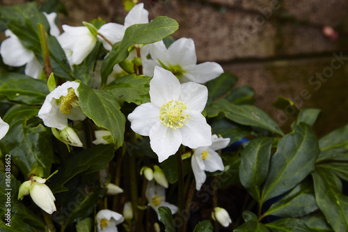 Helleborus niger