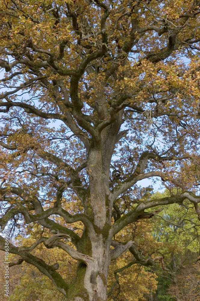 Fototapeta premium Eichen bei Langenburg im Herbst