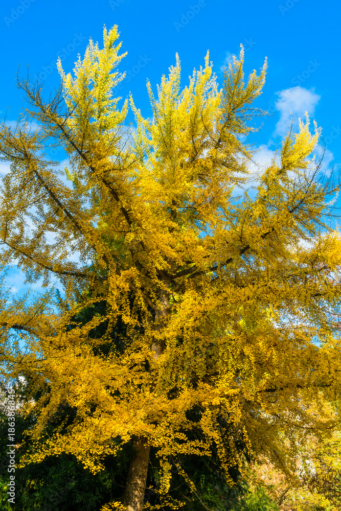 Fototapeta premium Ginko mit Herbstlaub