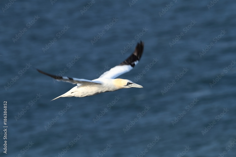 Morus bassanus. Helgoland. Photographed in the North Sea. The wild nature of the North Sea. Bird on the Rock. Northern Gannet. The North Sea. Morus bassanus. Helgoland. Photographed in the North Sea. The wild nature of the North Sea. Bird on the Rock. Northern Gannet. The North Sea.