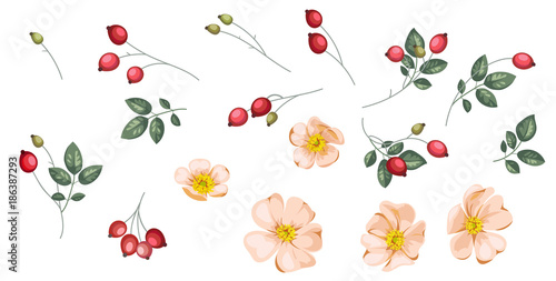 Set of rosehip`s flowers and berries. photo