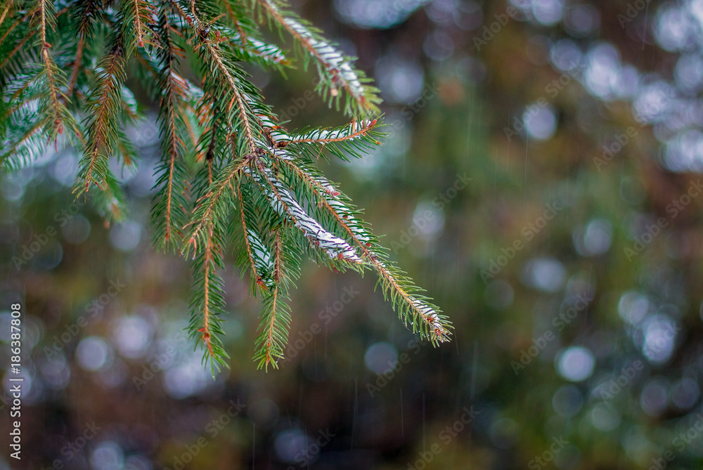 Branch of spruce in winter_