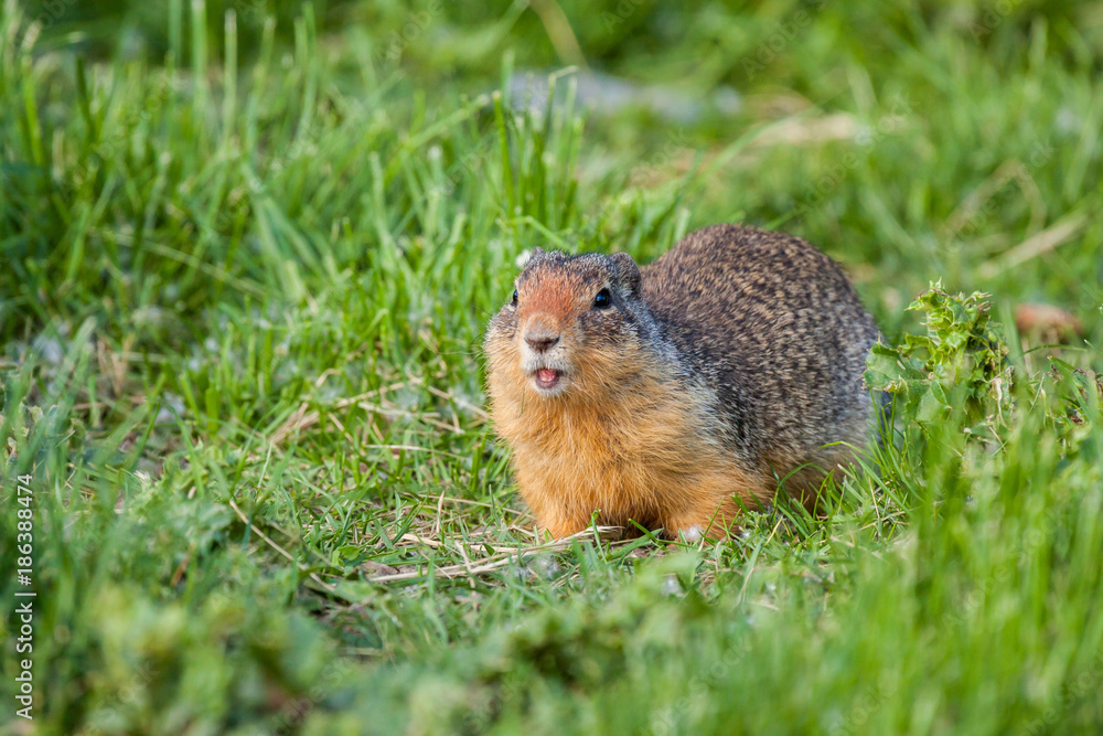 Columbian Ground Squirrel Columbian Ground Squirrel