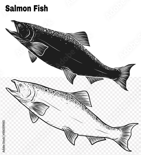 Salmon art highly detailed in line art style.Fish vector by hand drawing.Fish tattoo on white background.Black and white fish vector on white background.Salmon fish sketch for coloring book.