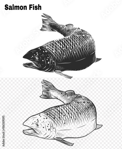 Salmon art highly detailed in line art style.Fish vector by hand drawing.Fish tattoo on white background.Black and white fish vector on white background.Salmon fish sketch for coloring book.