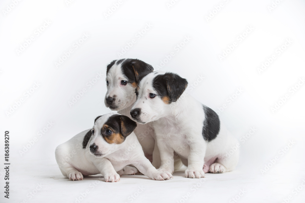 Three cute Jack Russell puppies isolated on a white background.