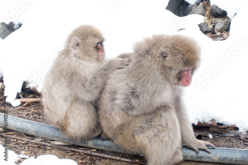 Snow monkey picking lice for each other, Jigokudani, Nagano Japan © fannrei