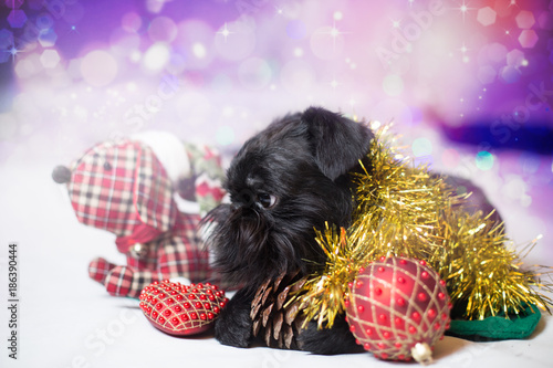 The Belgian Griffon in holiday attire photo