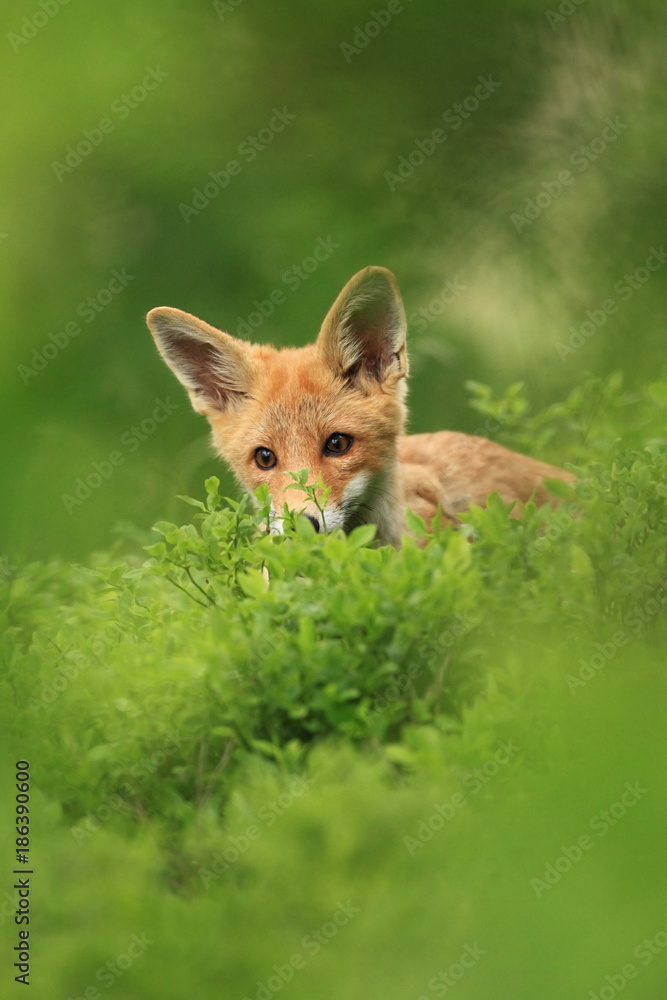 Vulpes vulpes. The animal is widespread throughout Europe. The wild nature of Europe. Autumn colors in the photo. Beautiful photo. Fox and orchid. Nature Czech. Vulpes vulpes. The animal is widespread throughout Europe. The wild nature of Europe. Autumn colors in the photo. Beautiful photo. Fox and orchid. Nature Czech.