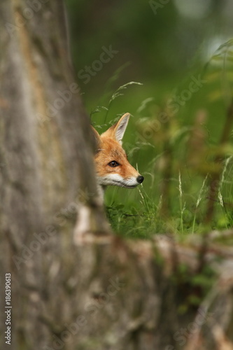 Vulpes vulpes. The animal is widespread throughout Europe. The wild nature of Europe. Autumn colors in the photo. Beautiful photo. Fox and orchid. Nature Czech. © Michal