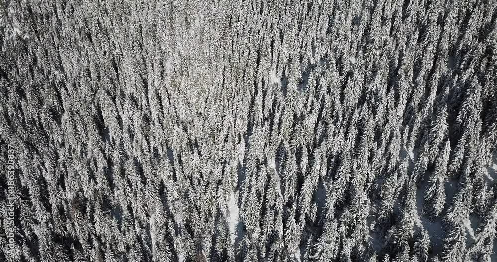 Top down aerial drone view of the snow-covered woods after a snowfall. Italian Alps Top down aerial drone view of the snow-covered woods after a snowfall. Italian Alps