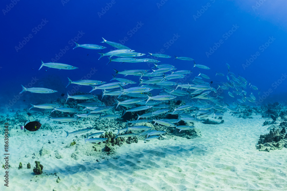 Fototapeta premium School of Fish