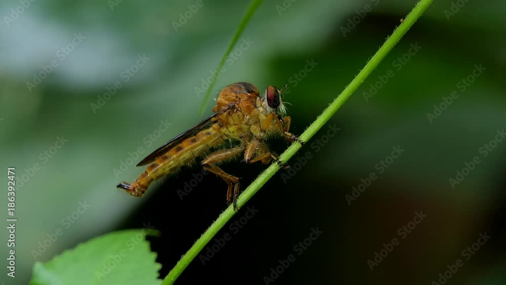 Robber Fly (Asilidae) is natural enemies of insect pest on branch in tropical rain forest. Robber Fly (Asilidae) is natural enemies of insect pest on branch in tropical rain forest.